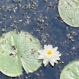 Entry image for Water Lily