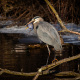 Entry image for From fallen wood to fresh catch