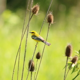 Entry image for Blue wing warbler on Coneflower