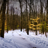 Entry image for Gold in the Woods