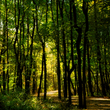 Entry image for Sun Through Trees on the Overlook Trail