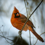 Entry image for Male Cardinal