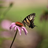 Entry image for Tiger Swallowtail on Coneflower