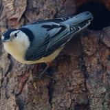 Entry image for A Nuthatch's Home