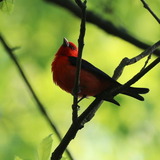 Entry image for Scarlet and Green