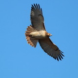 Entry image for Soaring Hawk