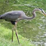 Entry image for Great Blue Heron 