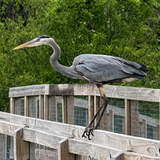Entry image for Great Blue Heron at Summit Lake