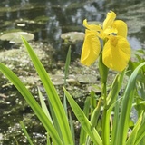 Entry image for Yellow Orchid 