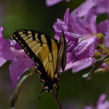 Entry image for Butterfly Landing