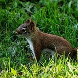 Entry image for Summit Park Squirrel 