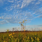 Entry image for Morning at the Bog
