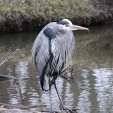 Entry image for Heron 