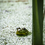 Entry image for Alone