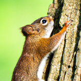 Entry image for Climbing the Tree 