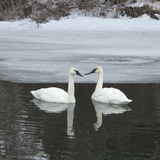 Entry image for Trumpeter swans