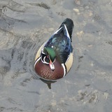Entry image for Wood duck 