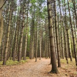 Entry image for Peaceful Pines