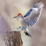Entry image for Red-bellied Woodpecker 