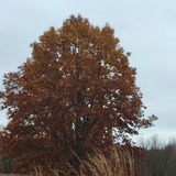 Entry image for Autumnal Greetings