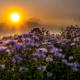 Entry image for Foggy Sunrise 