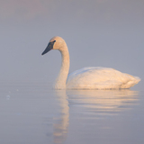 Entry image for Trumpeter Swan in Foggy Morning Glow