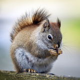 Entry image for Snack Time!