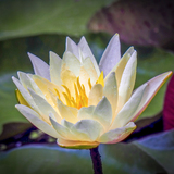 Entry image for Water Lilly