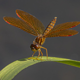 Entry image for Eastern Amberwing
