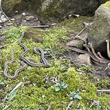 Entry image for The Emergence of the Garters