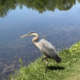 Entry image for Balancing Act