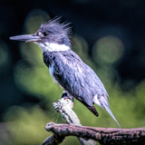 Entry image for Belted Kingfisher
