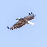 Entry image for Soaring 