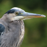 Entry image for Watchful Eye