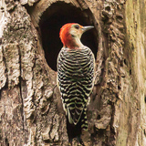 Entry image for Forest Friend