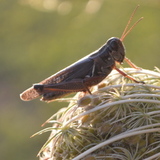 Entry image for Bog Hopper