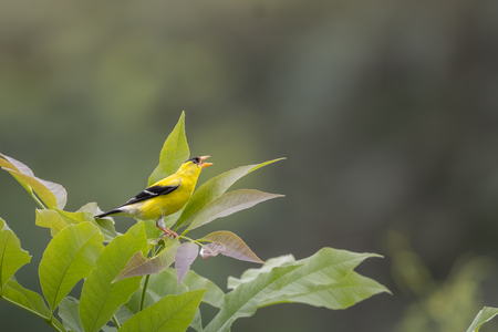Entry image for American Goldfinch sings in the Valley. Clicking this image will show a larger photo
