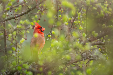 Entry image for Cardinal in Verdant Surrounding. Clicking this image will show a larger photo