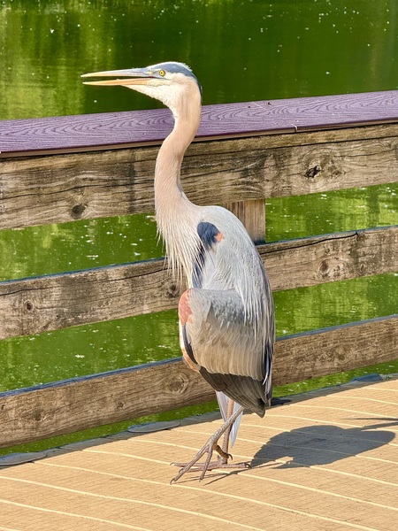 Entry image for Great Blue Heron. Clicking this image will show a larger photo