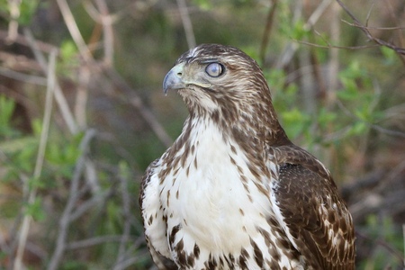 Entry image for Nictitating Membrane. Clicking this image will show a larger photo
