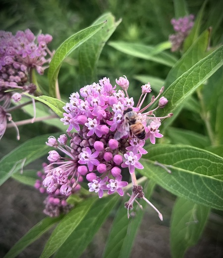 Entry image for Honeybee. Clicking this image will show a larger photo