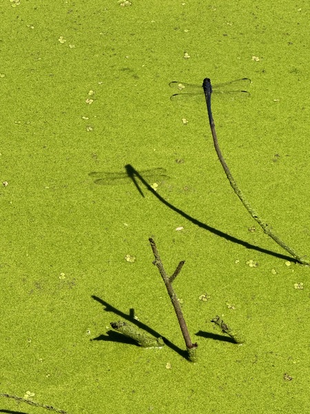 Entry image for Shadow Play. Clicking this image will show a larger photo
