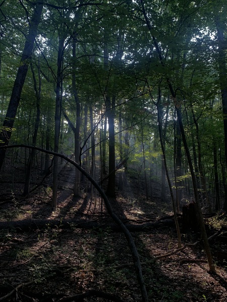 Entry image for Sunlight through the trees at O’Neil . Clicking this image will show a larger photo