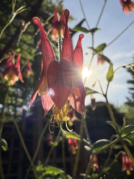 Entry image for Red Columbine. Clicking this image will show a larger photo