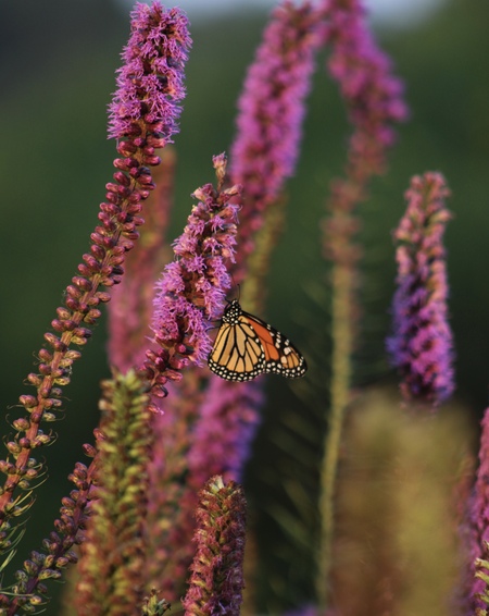 Entry image for Butterfly in Summer. Clicking this image will show a larger photo