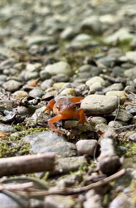 Entry image for Newt. Clicking this image will show a larger photo