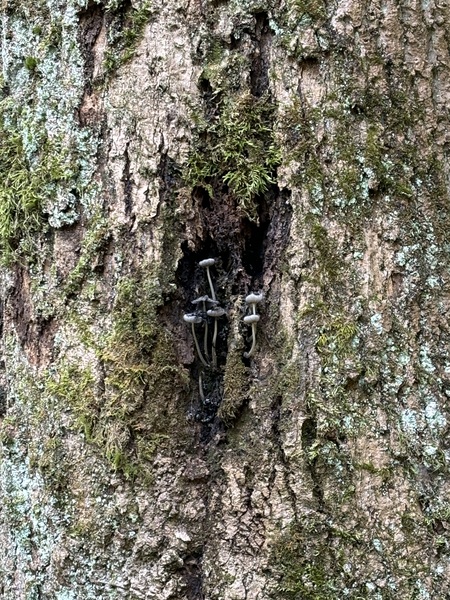 Entry image for Spooky Hollow. Clicking this image will show a larger photo