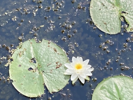 Entry image for Water Lily. Clicking this image will show a larger photo