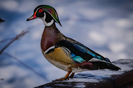 Entry image for The Painted Prince. Clicking this image will show a larger photo