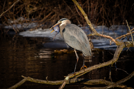 Entry image for From fallen wood to fresh catch. Clicking this image will show a larger photo